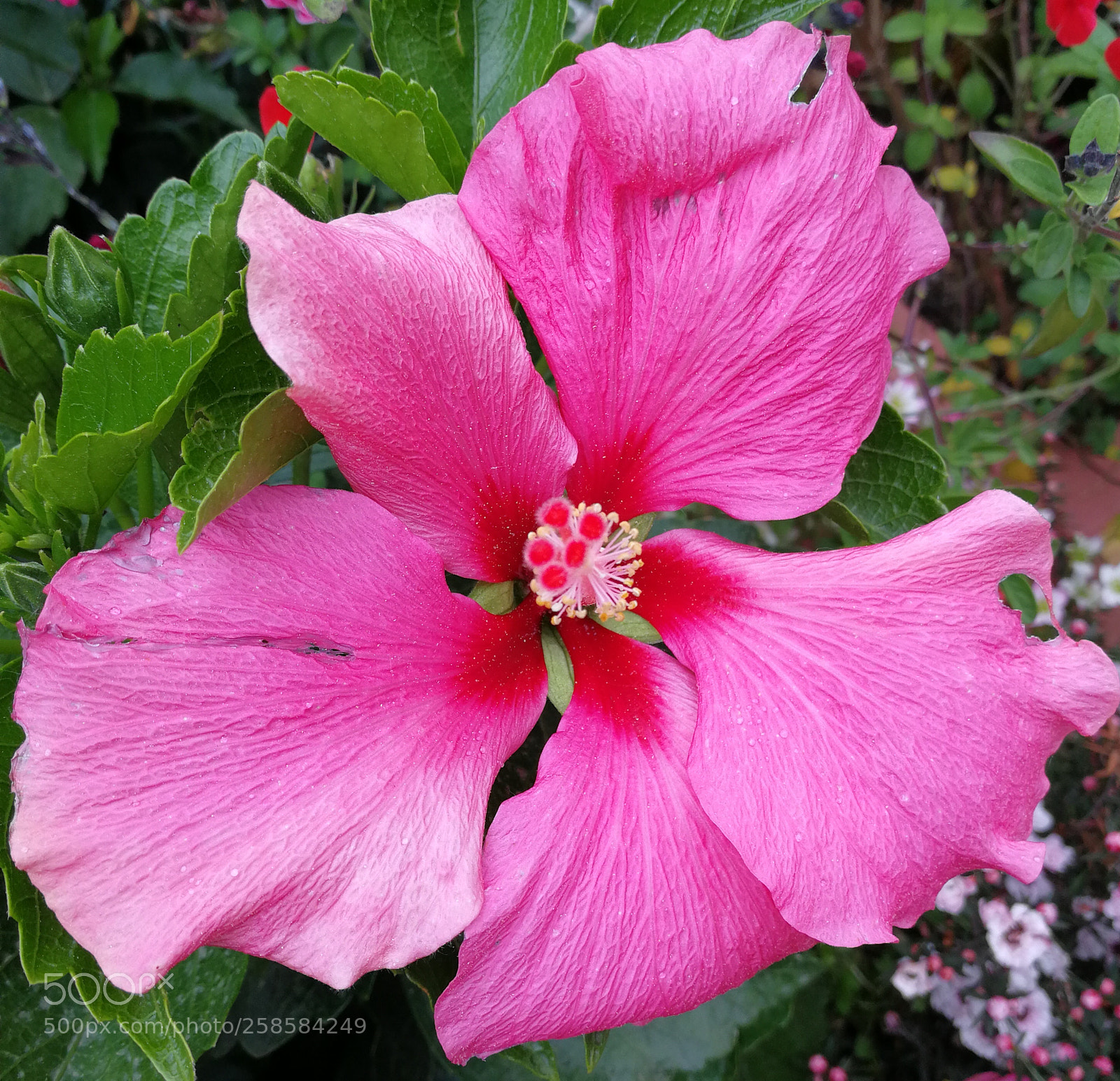 HUAWEI P10 sample photo. Untitled photography