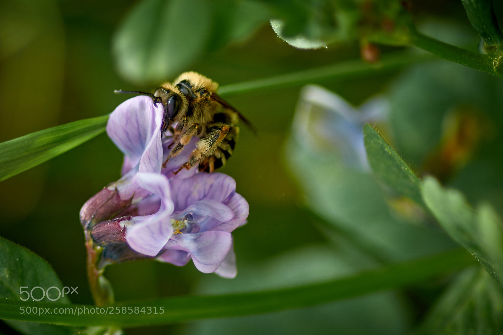 Nikon D7000 sample photo. Busy bee photography