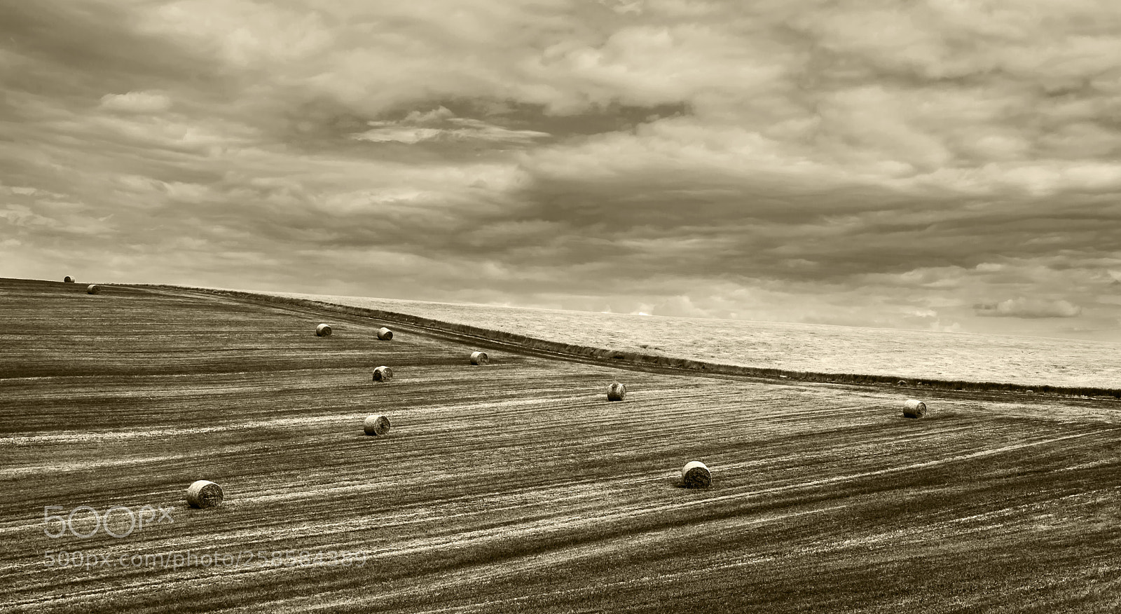 Nikon D5100 sample photo. Field photography