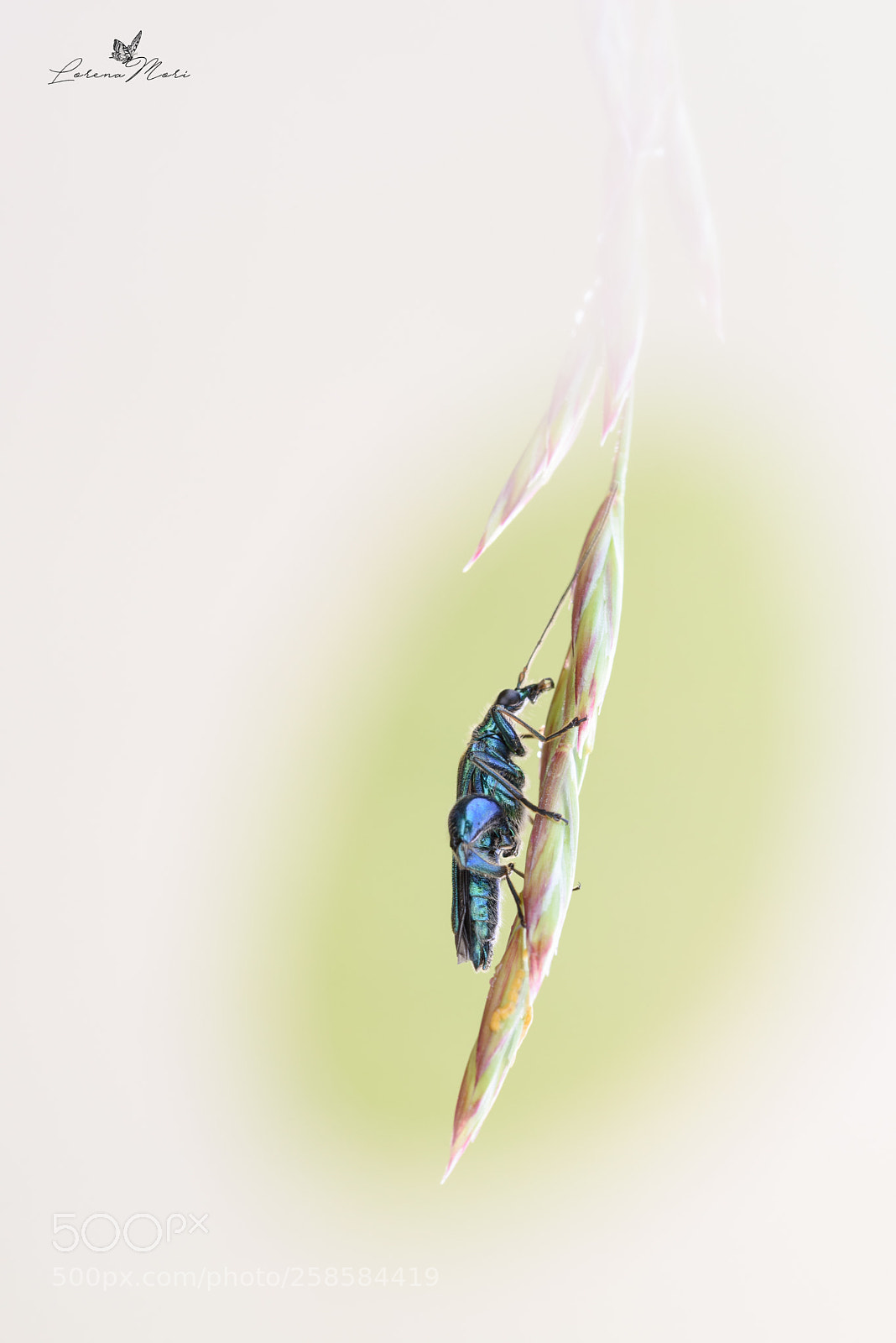 Nikon D750 sample photo. Verde smeraldo oedemera nobilis photography
