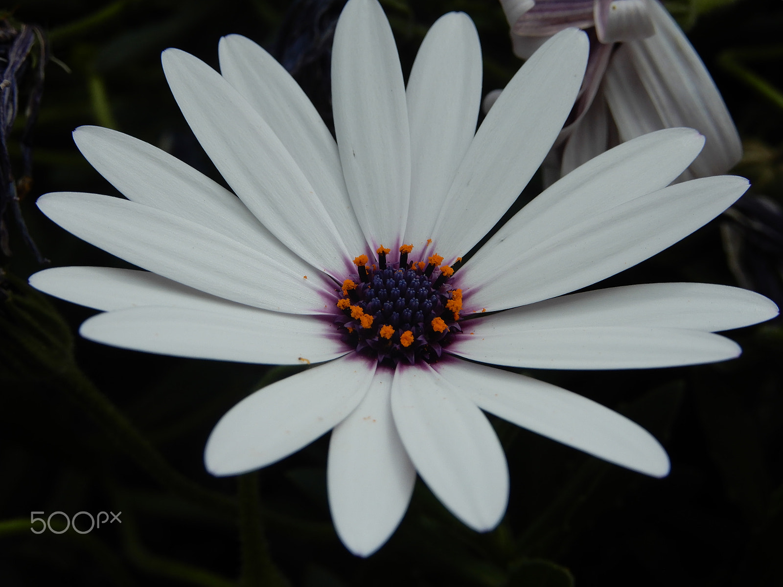 Nikon Coolpix A900 sample photo. Simple and beauty photography