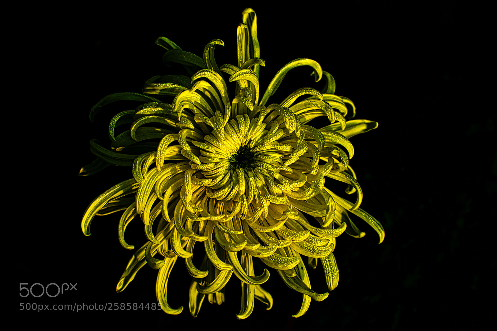 Nikon D5200 sample photo. Yellow photography