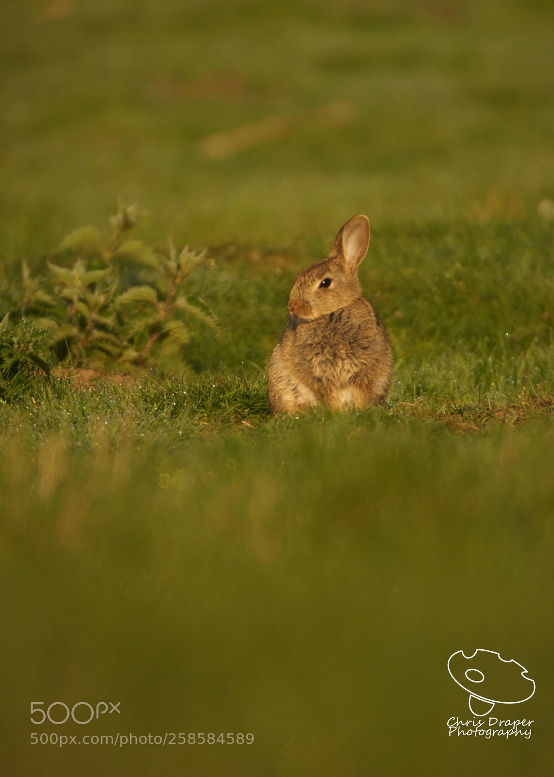 Sony ILCA-77M2 sample photo. Bunny portrait photography