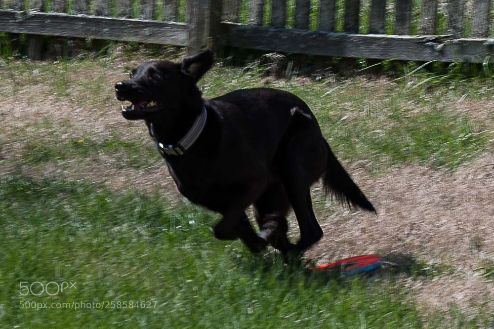 Nikon D500 sample photo. Active jake photography