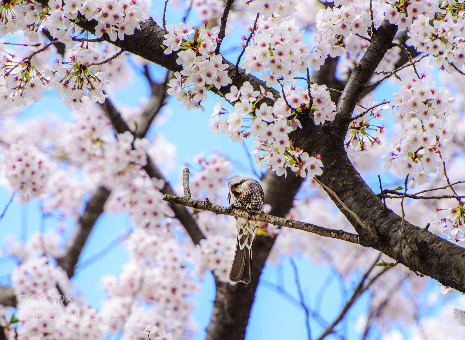Nikon D800 sample photo. Sakura and brown-eared bulbul 櫻花與棕耳脾 photography