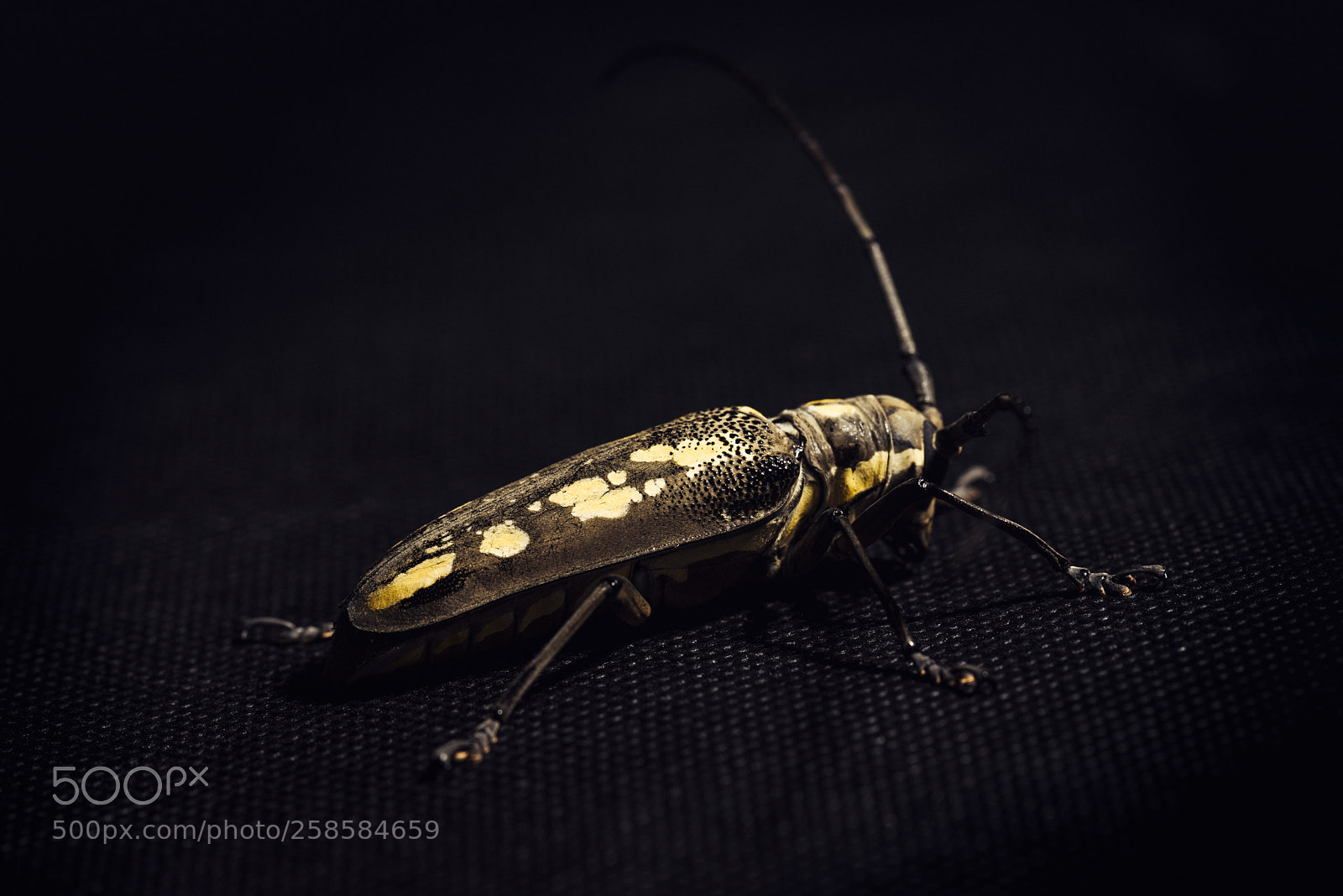Nikon D750 sample photo. A coleoptera which broke photography