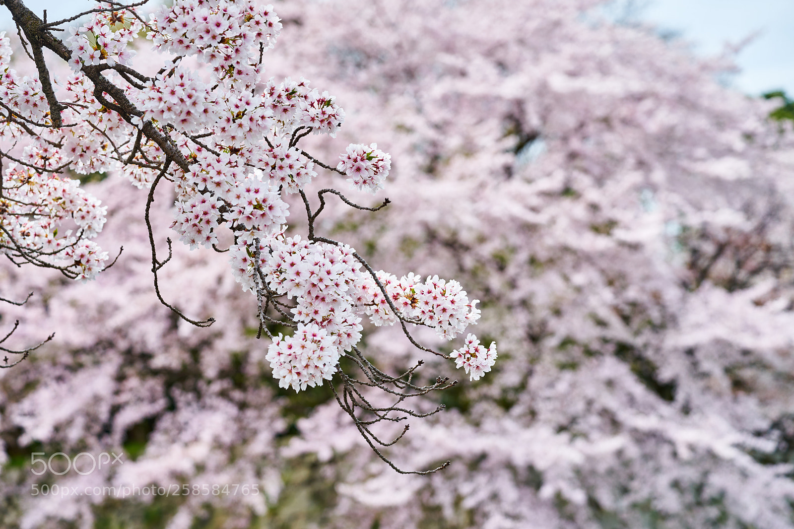 Sony a7 II sample photo. Hanami in hikone photography