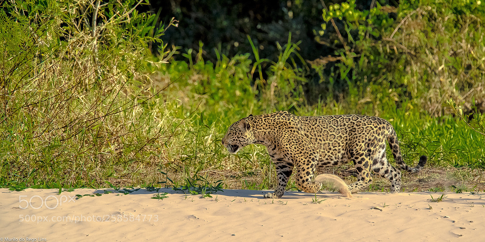 Nikon D4 sample photo. A jaguar photography