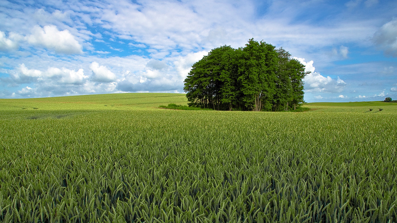 Sony Alpha DSLR-A500 sample photo. Green cornfield photography