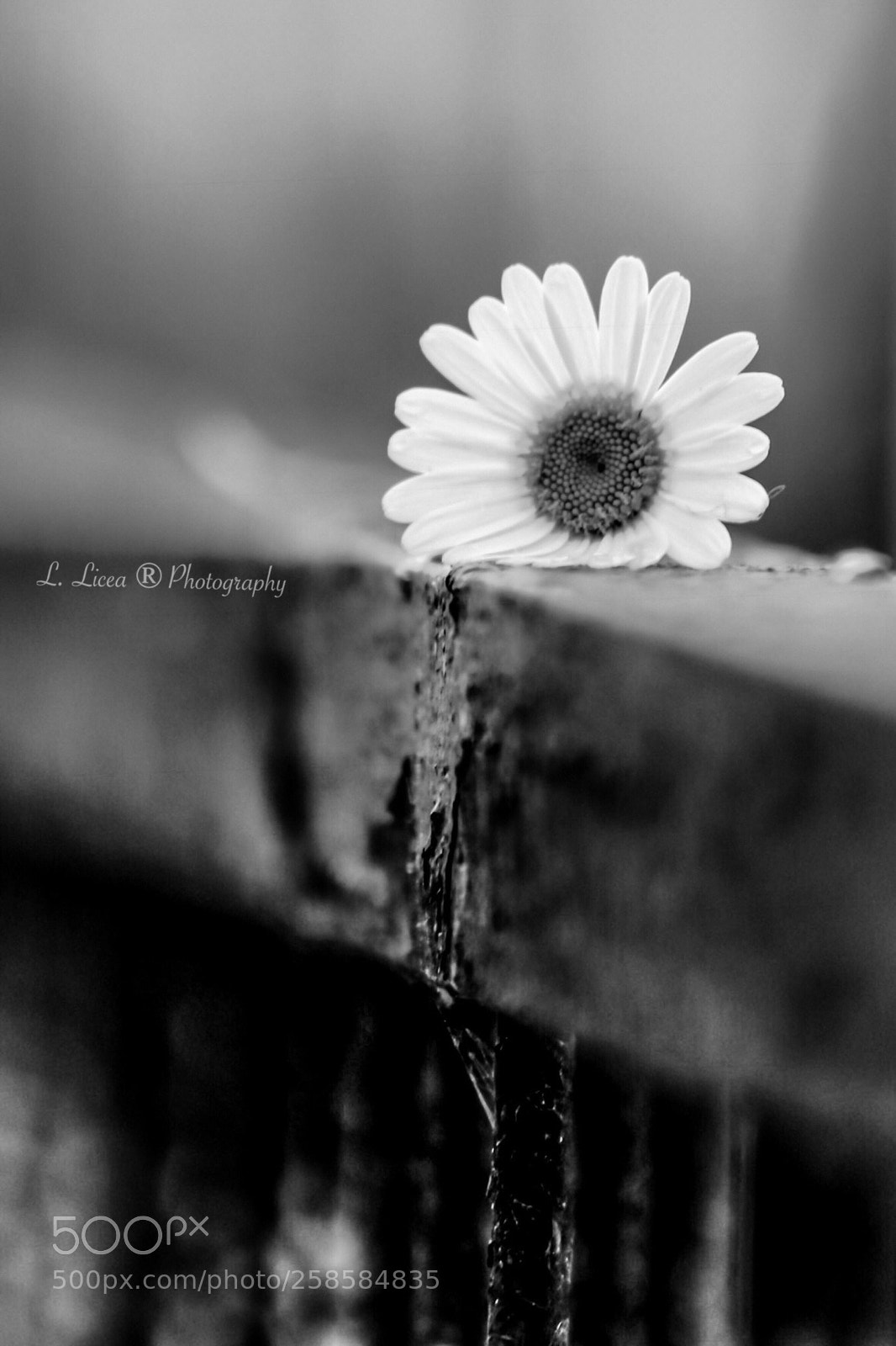 Canon EOS 6D Mark II sample photo. Caress of light 64 photography