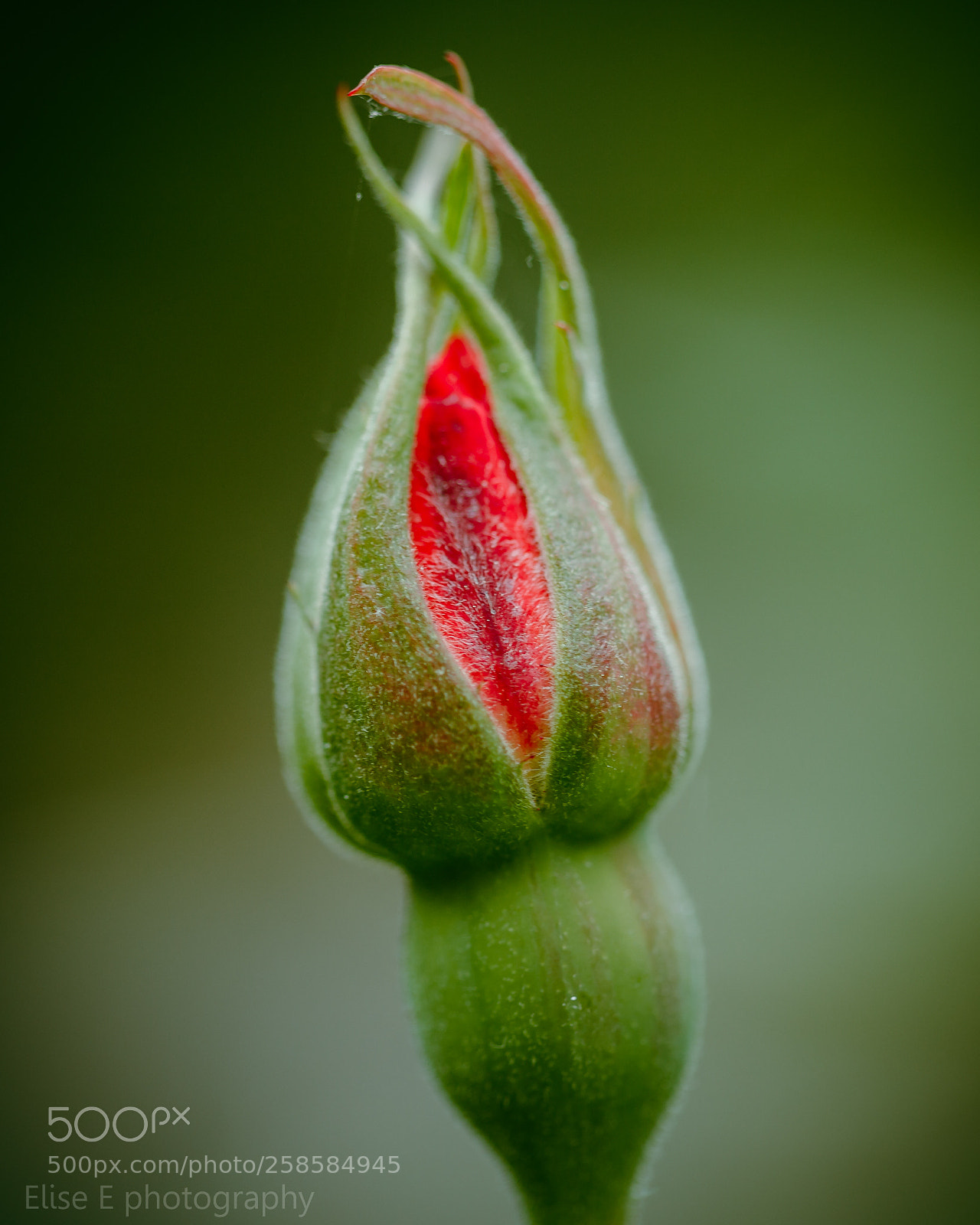 Canon EOS 6D Mark II sample photo. Rosebud photography