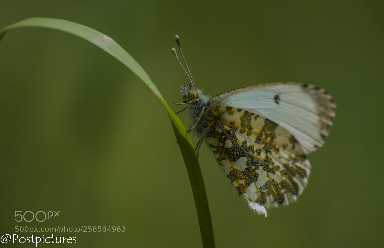 Nikon D5500 sample photo. Oranjetip butterfly female photography