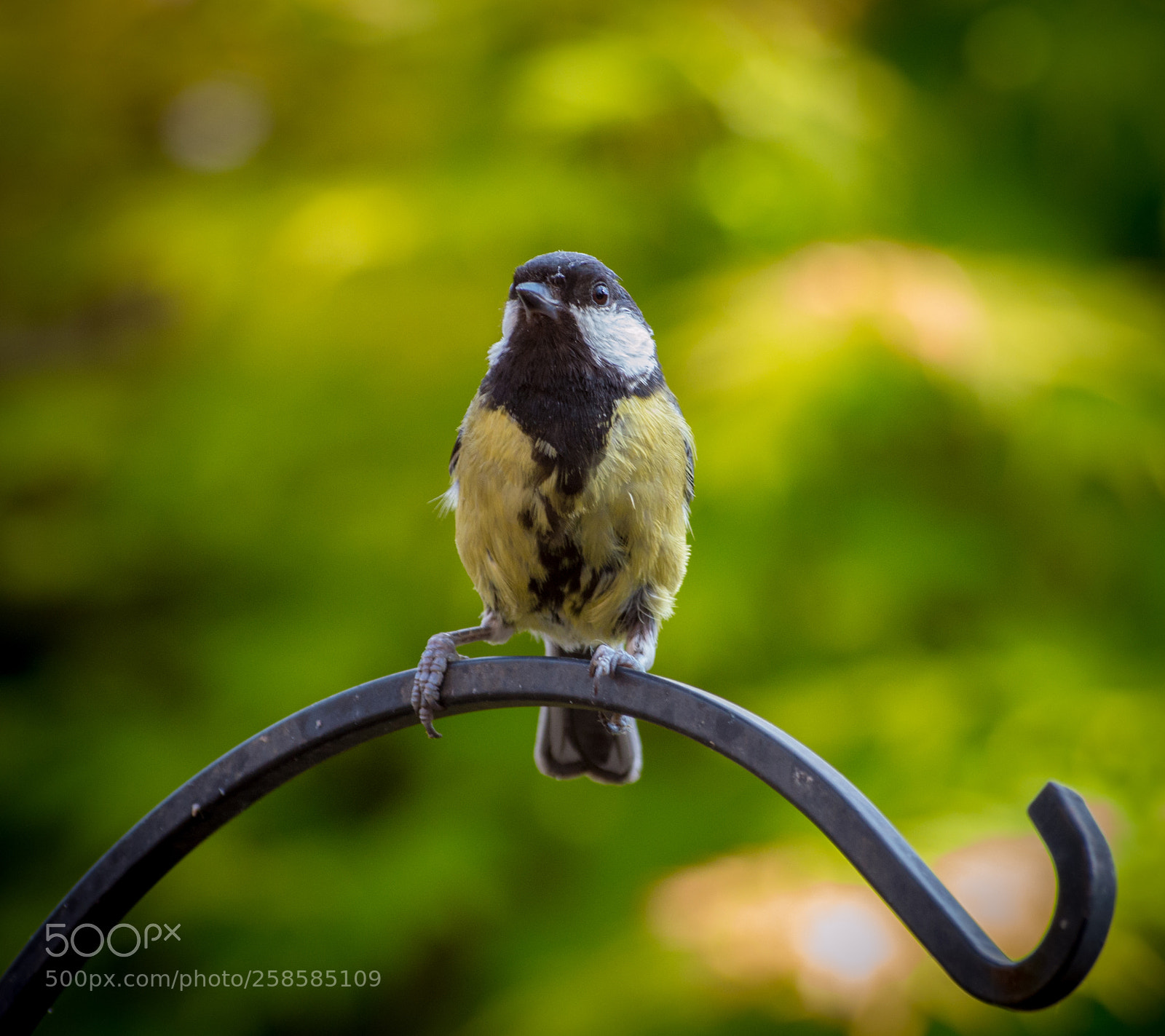 Nikon D3200 sample photo. Great tit (parus major) photography