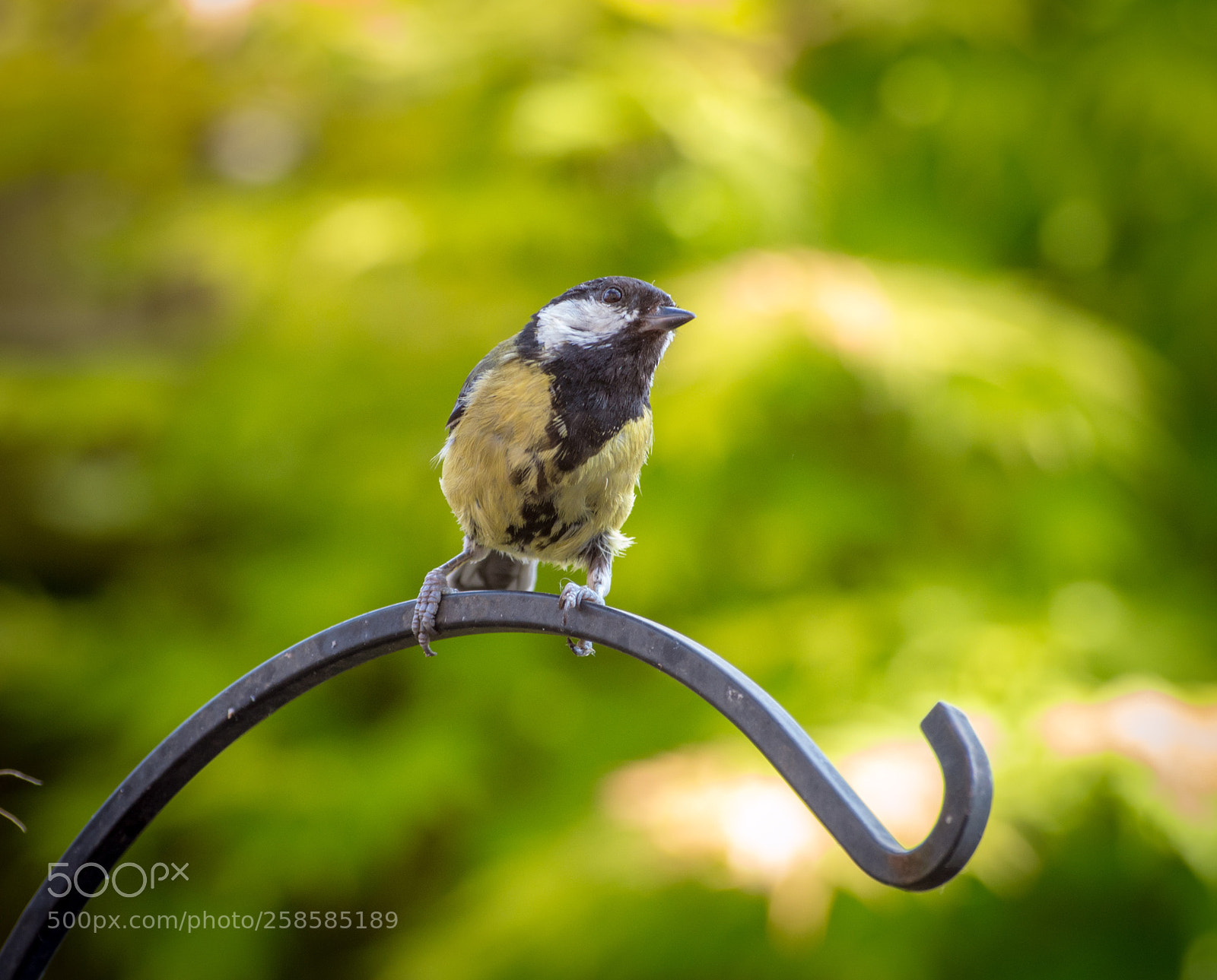 Nikon D3200 sample photo. Great tit (parus major) photography
