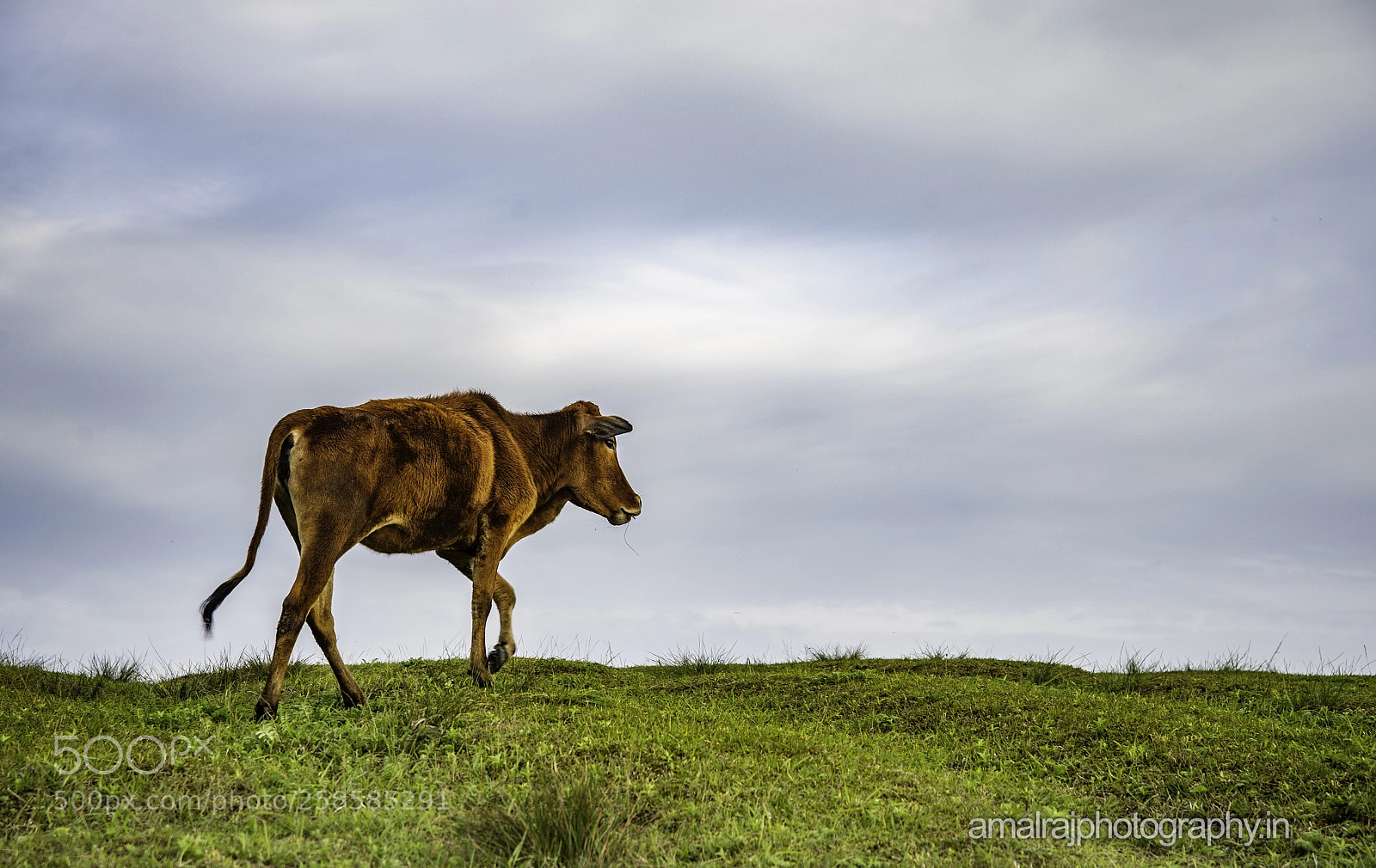 Nikon D610 sample photo. Alone photography