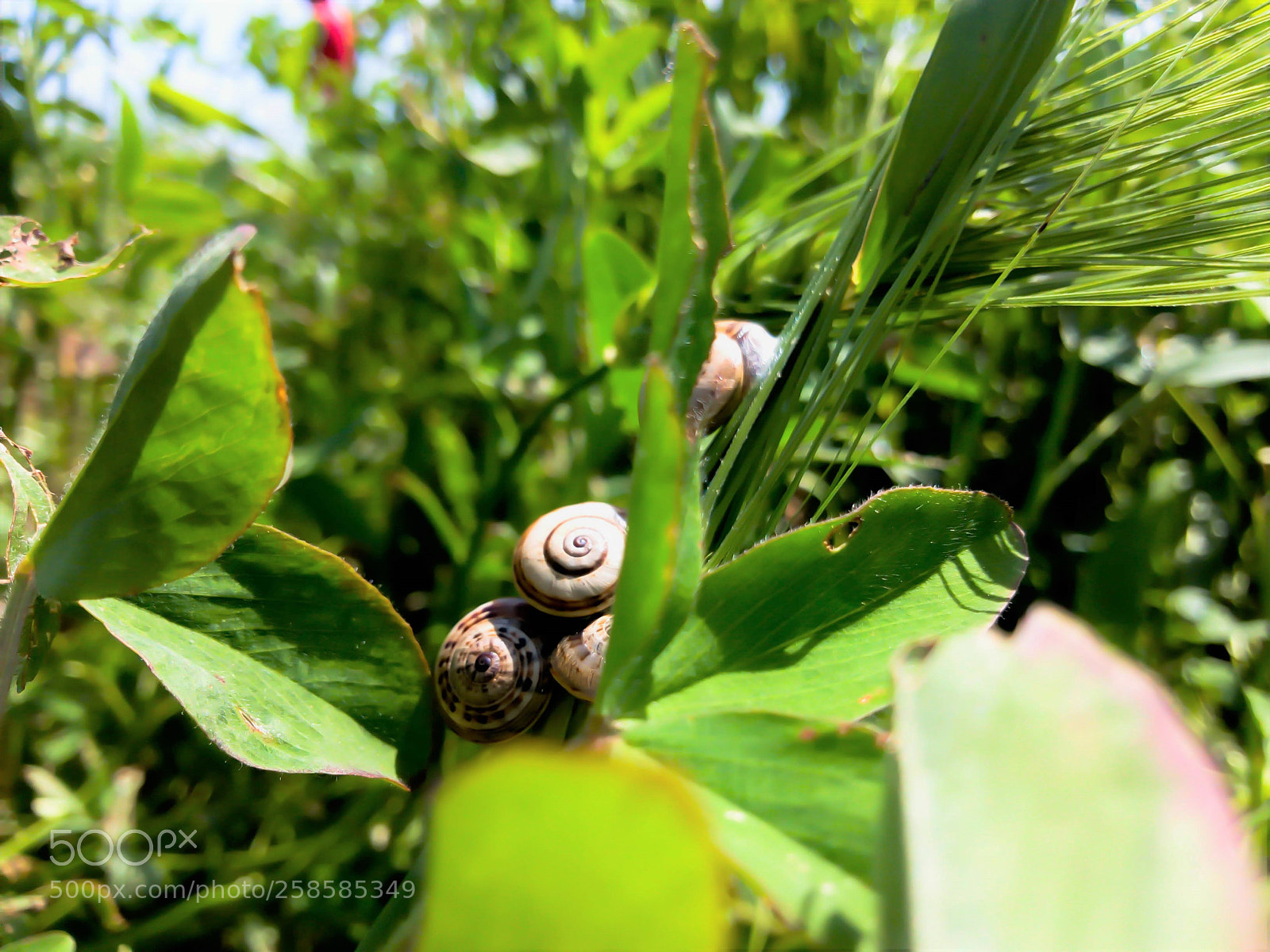 Nikon D200 sample photo. Small-sized wild snail photography