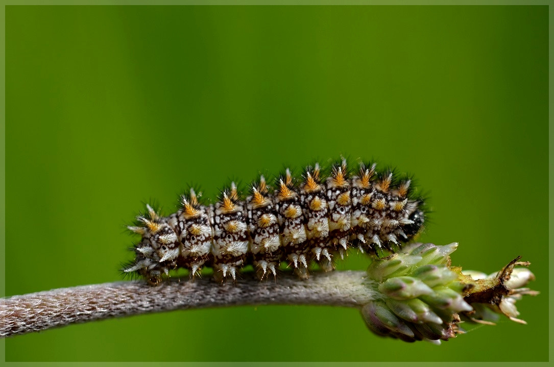 Sigma 105mm F2.8 EX DG OS HSM sample photo. Chenillette photography