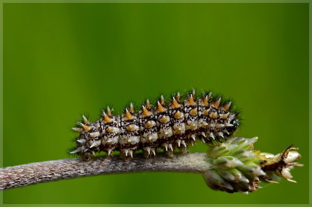 Nikon D7000 + Sigma 105mm F2.8 EX DG OS HSM sample photo. Chenillette photography