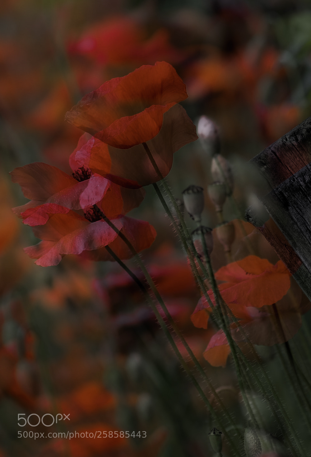 Fujifilm X-T1 sample photo. Red.jpg photography