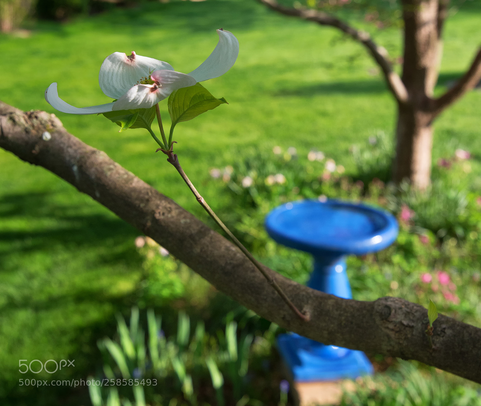 Nikon D750 sample photo. Dogwood in bloom photography