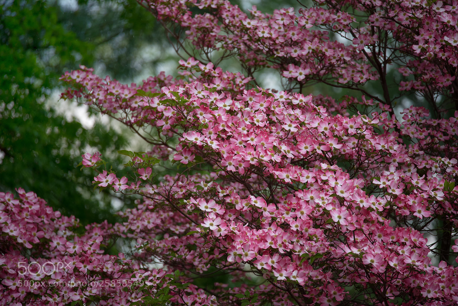 Nikon D750 sample photo. Dogwood in bloom photography
