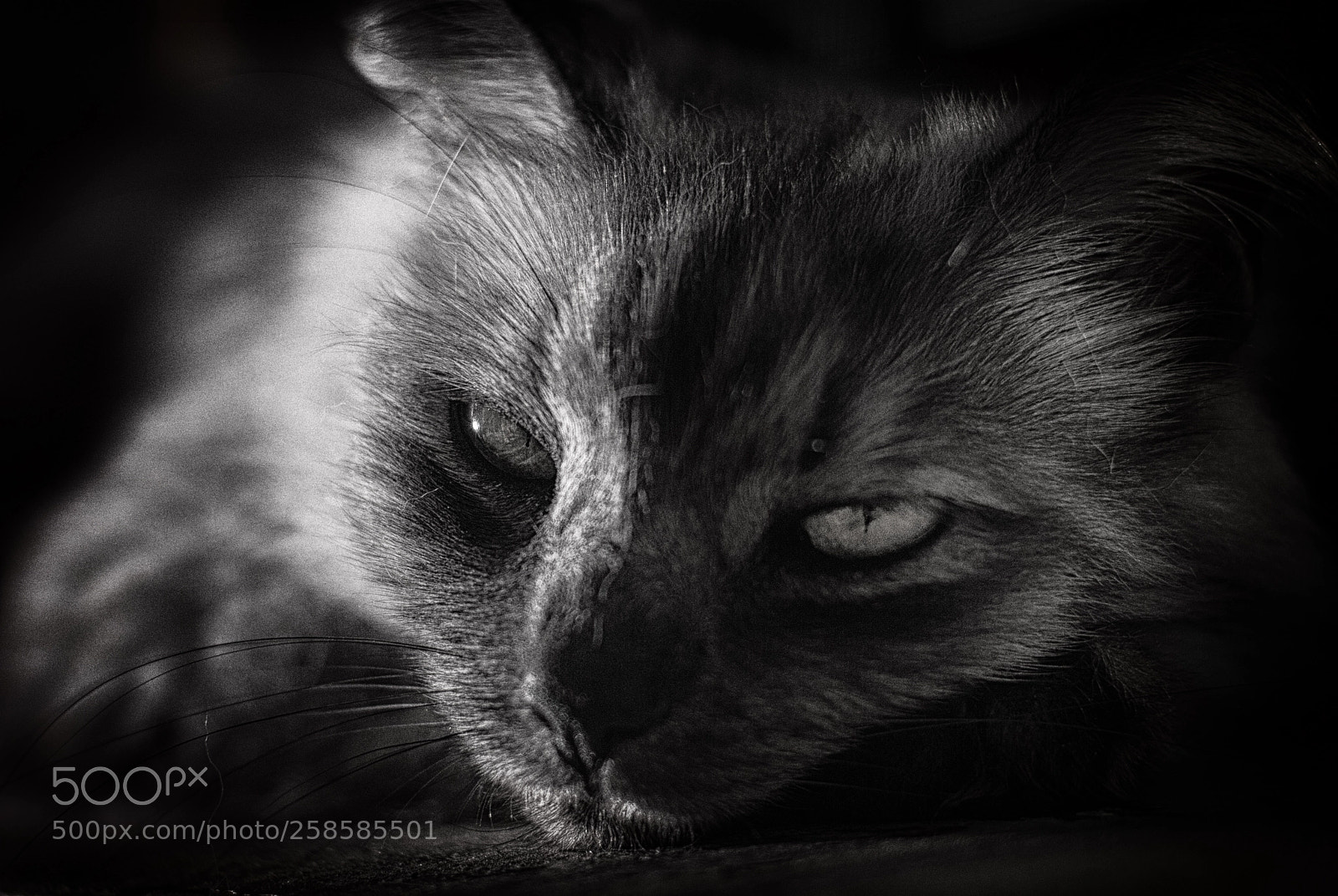 Nikon D80 sample photo. Jpg b&w photography