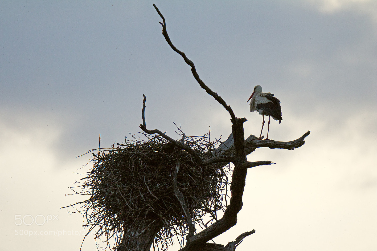 Canon EOS 750D (EOS Rebel T6i / EOS Kiss X8i) sample photo. Stork at its nest photography