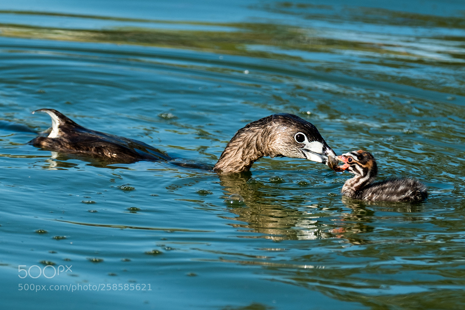 Fujifilm X-T2 sample photo. Feeding time photography