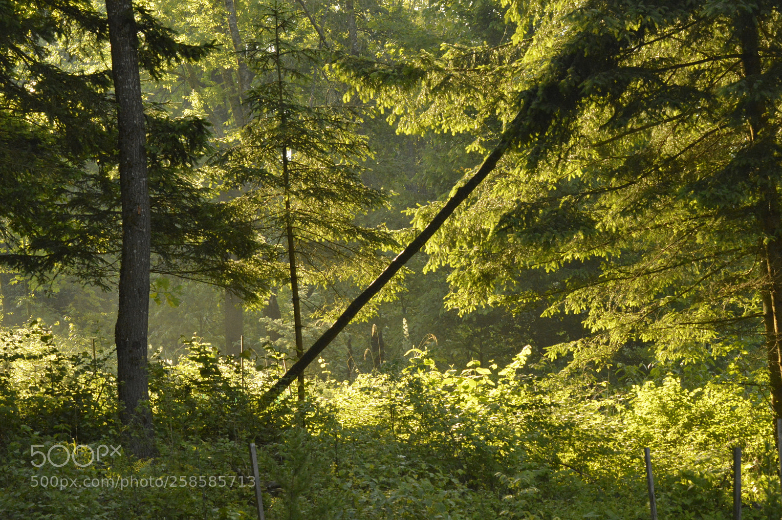 Nikon D3200 sample photo. Fallen tree photography