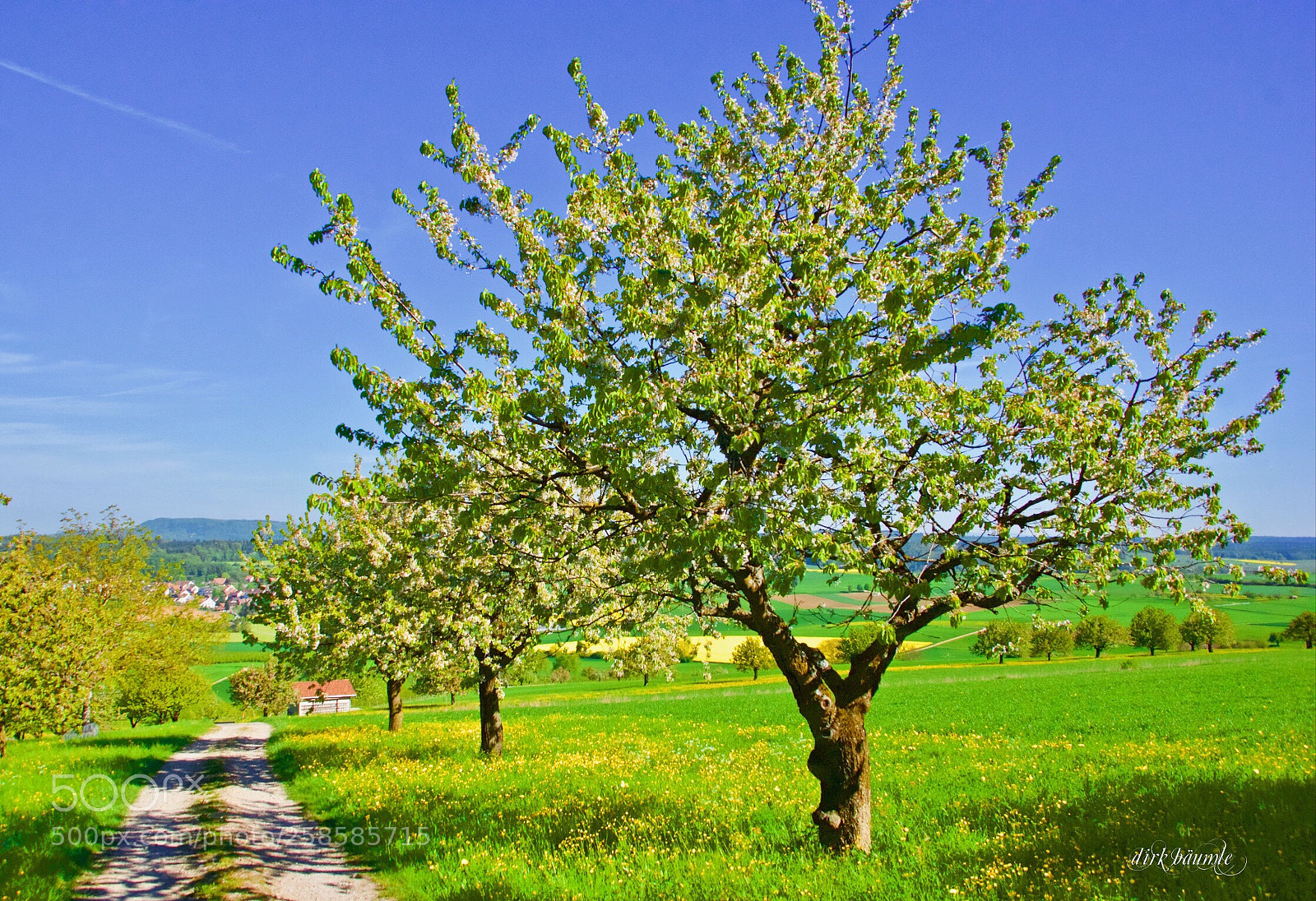 Sony SLT-A65 (SLT-A65V) sample photo. Kirschblüten zeit  photography