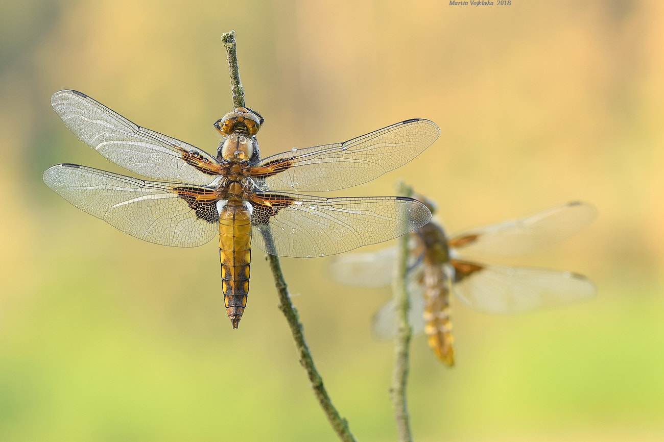 Nikon D5300 + Sigma 105mm F2.8 EX DG OS HSM sample photo. Libellula depressa - vážka ploská photography