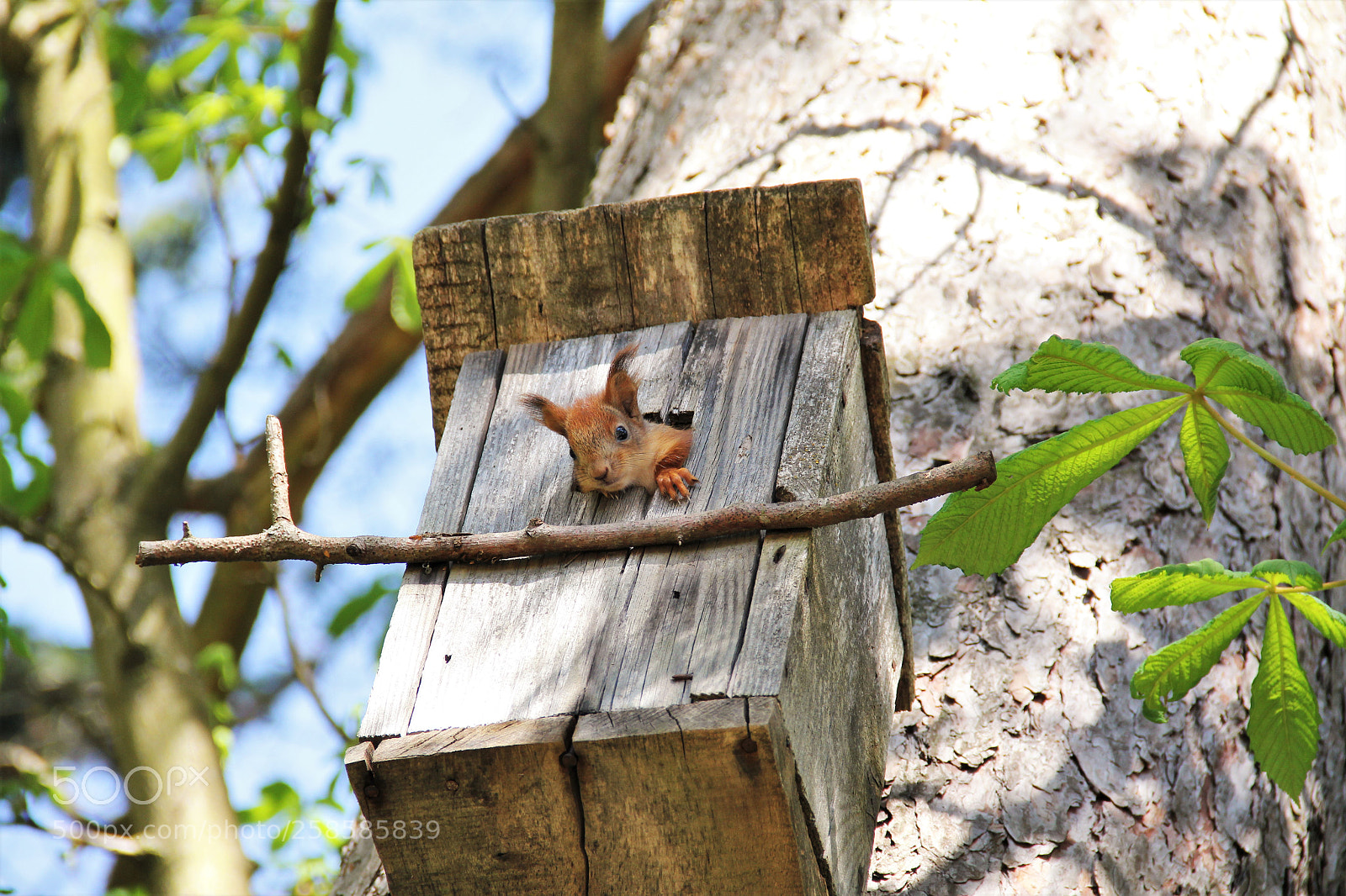 Canon EOS 550D (EOS Rebel T2i / EOS Kiss X4) sample photo. Lodger photography