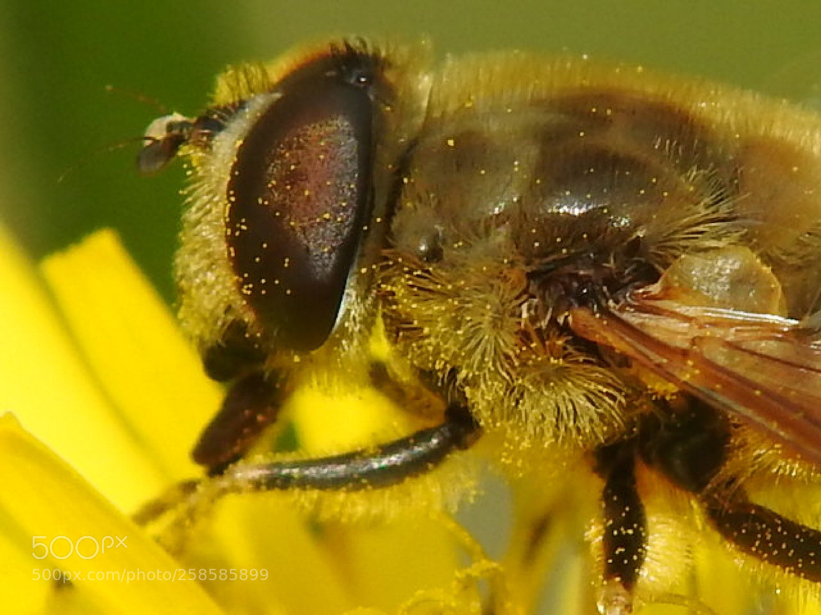 Nikon Coolpix P900 sample photo. Honeybee photography