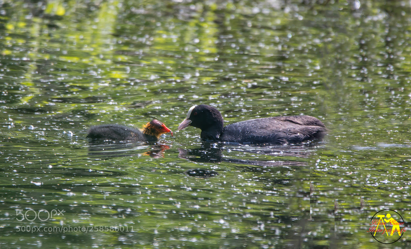 Canon EOS 5D Mark IV sample photo. Bl sshuhn und k photography