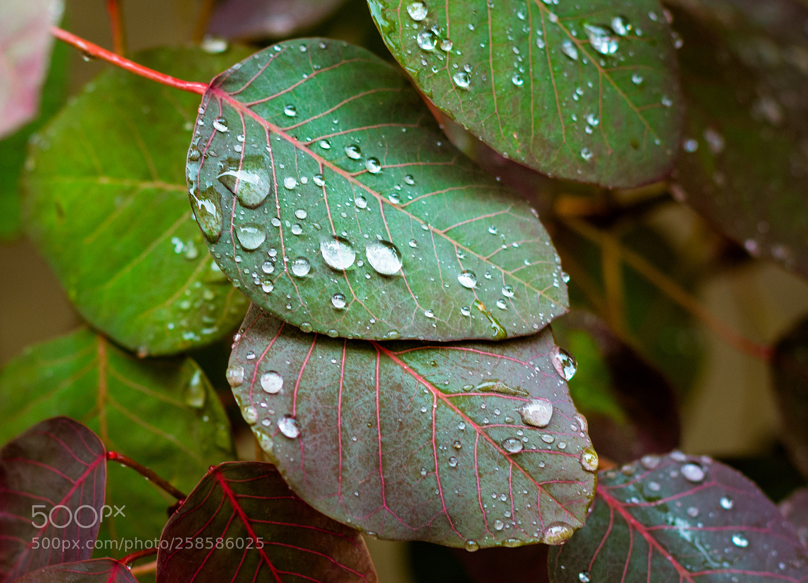 Nikon D5200 sample photo. The dew of little photography