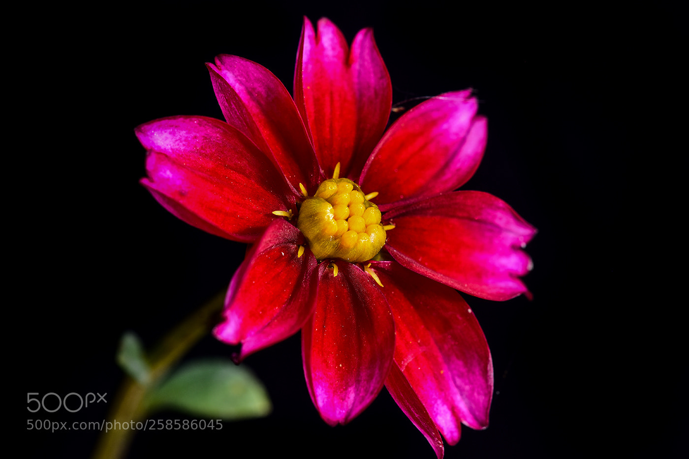 Nikon D7200 sample photo. 19.05.2018 - 1 photography