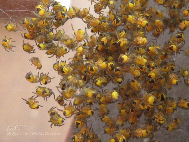 Canon PowerShot SX540 HS sample photo. Baby spiders nest recently photography