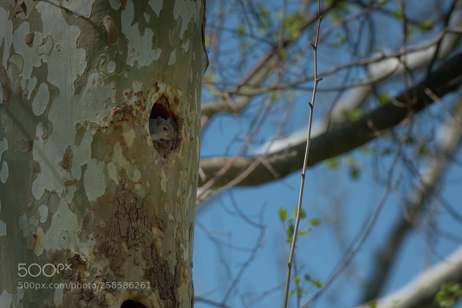 Nikon D750 sample photo. Is it safe? photography