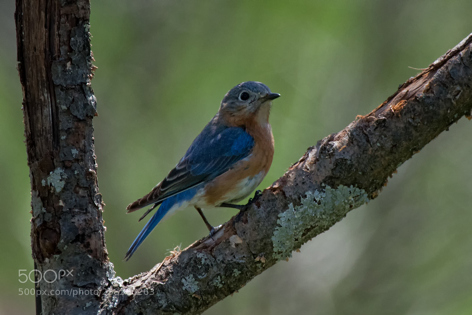Nikon D750 sample photo. Bluebird photography