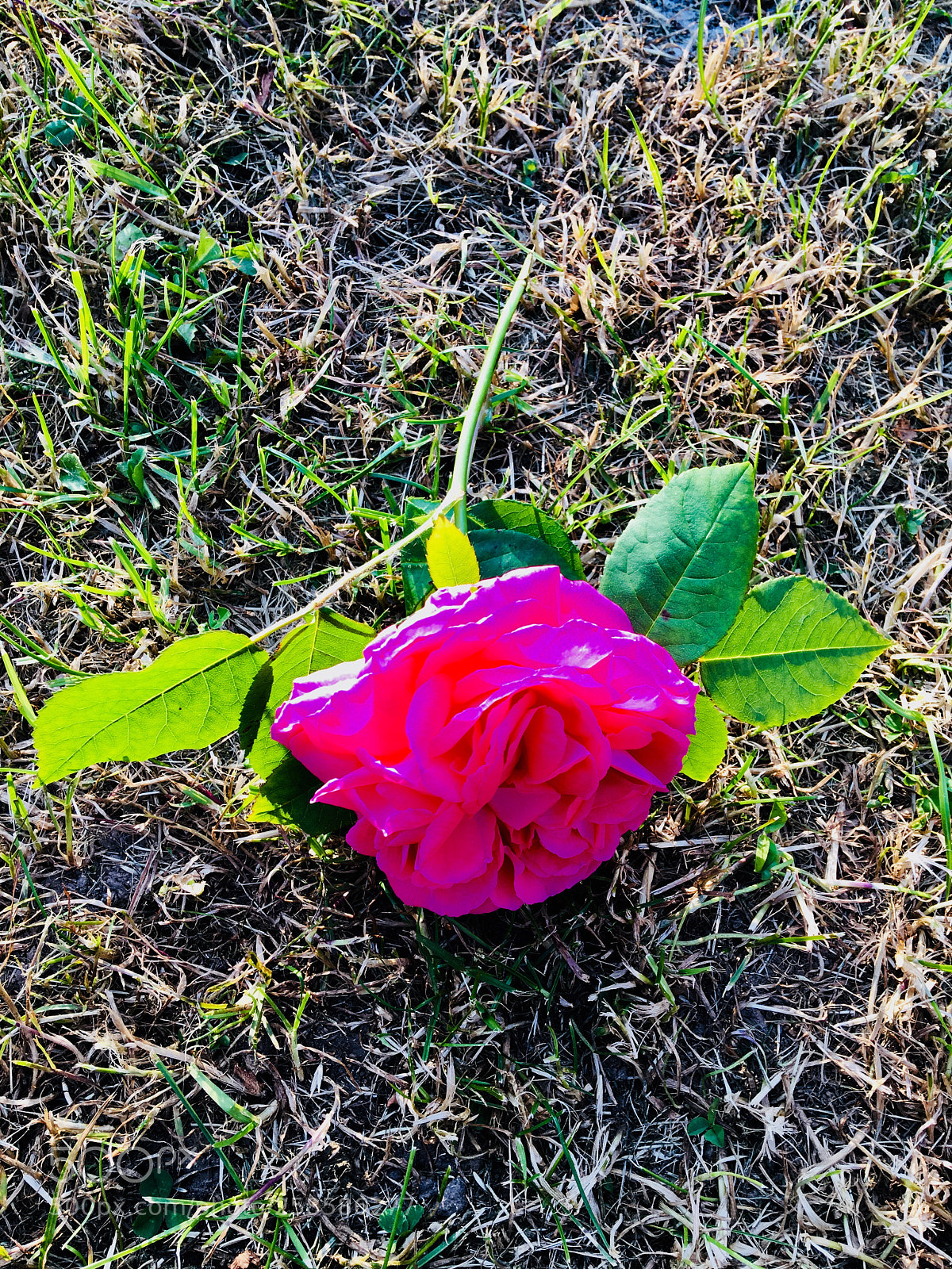 Apple iPhone 6s Plus sample photo. Untitled photography