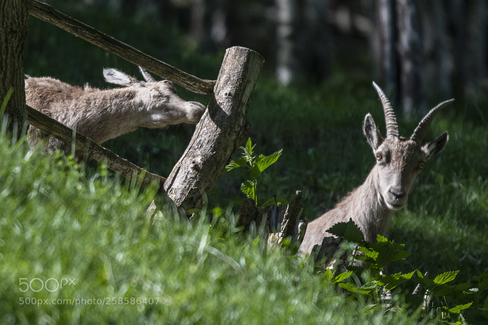 Nikon D850 sample photo. Untitled photography