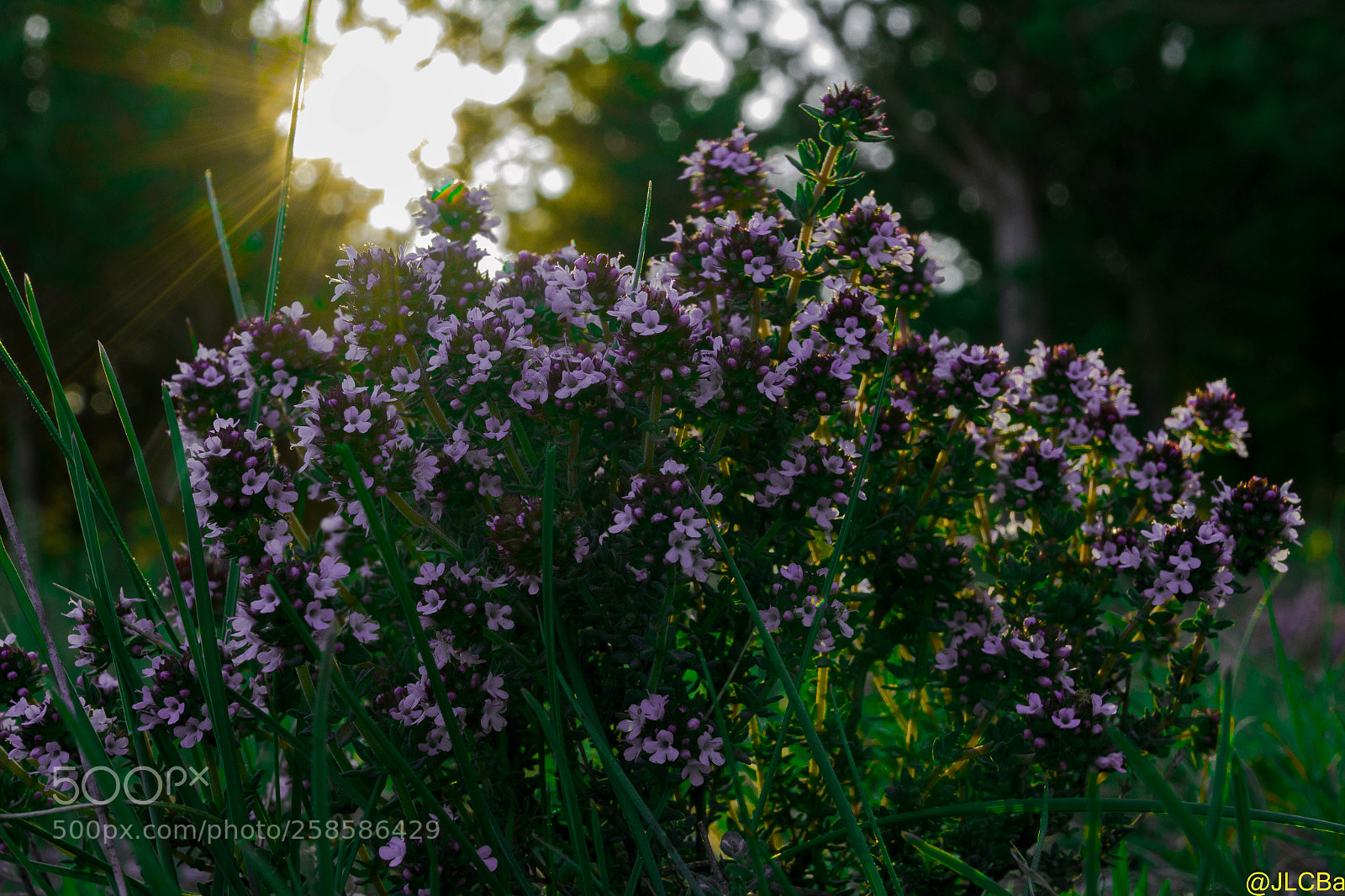 Canon EOS 7D sample photo. Img photography