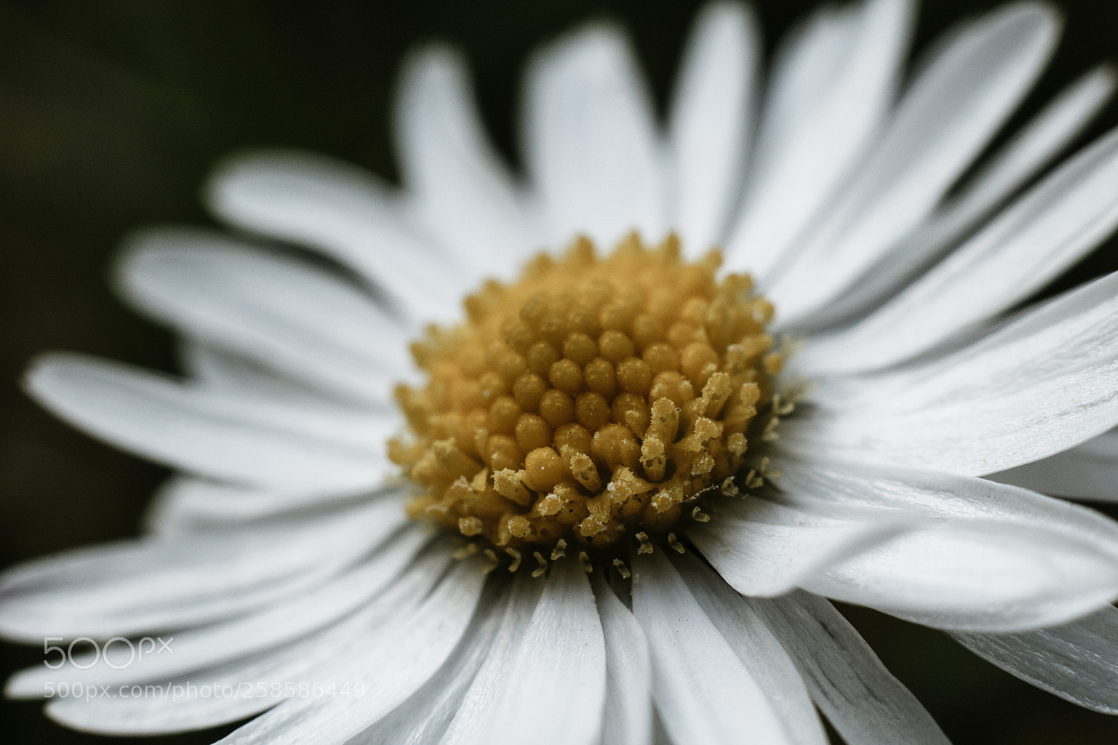 Canon EOS 650D (EOS Rebel T4i / EOS Kiss X6i) sample photo. Daisy flower (139/365) photography