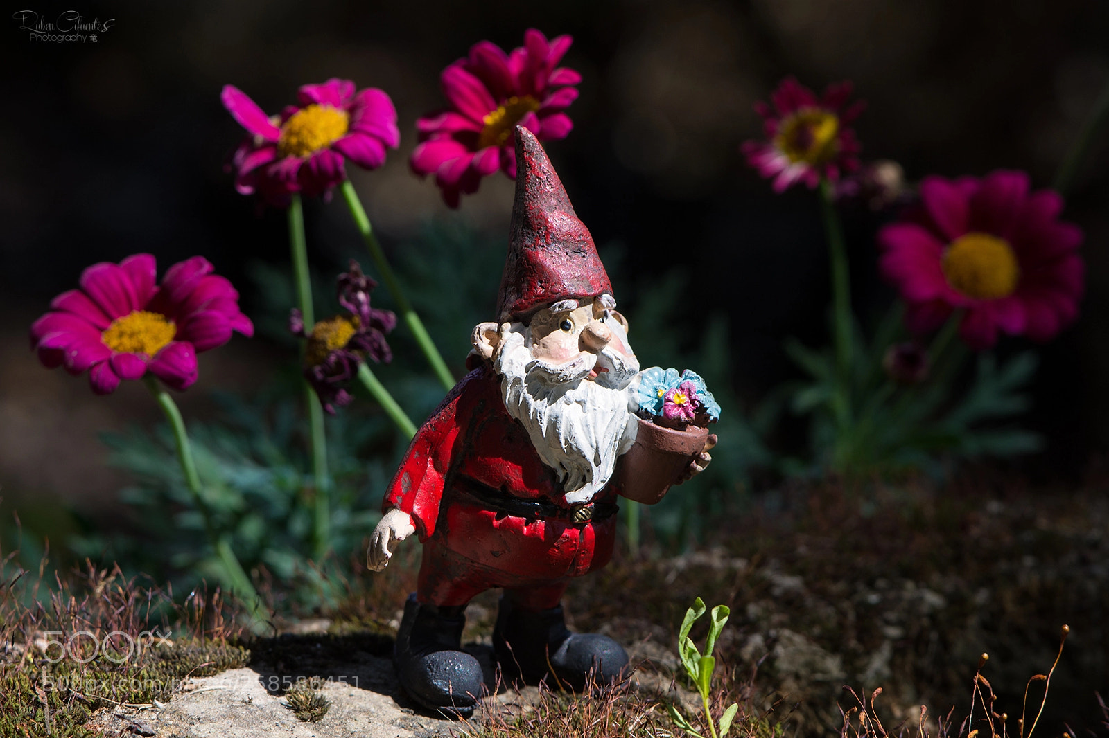 Nikon D7200 sample photo. Gnome flower photography