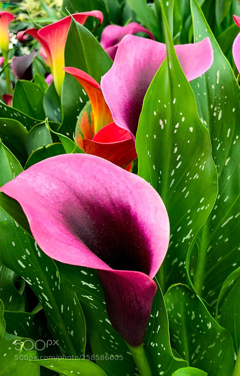 Apple iPhone 8 Plus sample photo. Calla lilies and spotted photography