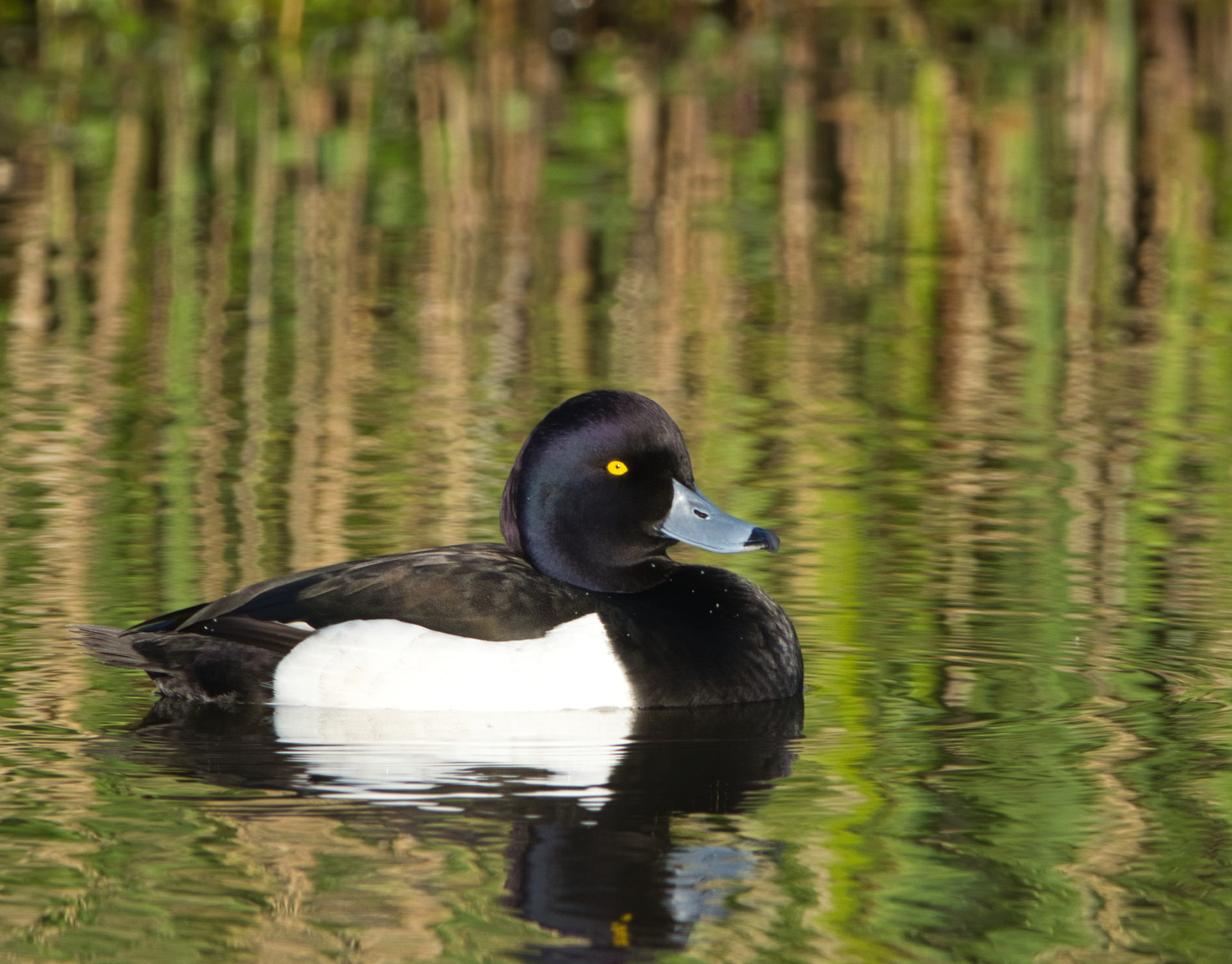 Nikon D7100 + Sigma 150-600mm F5-6.3 DG OS HSM | C sample photo. Tufted duck in the wet photography