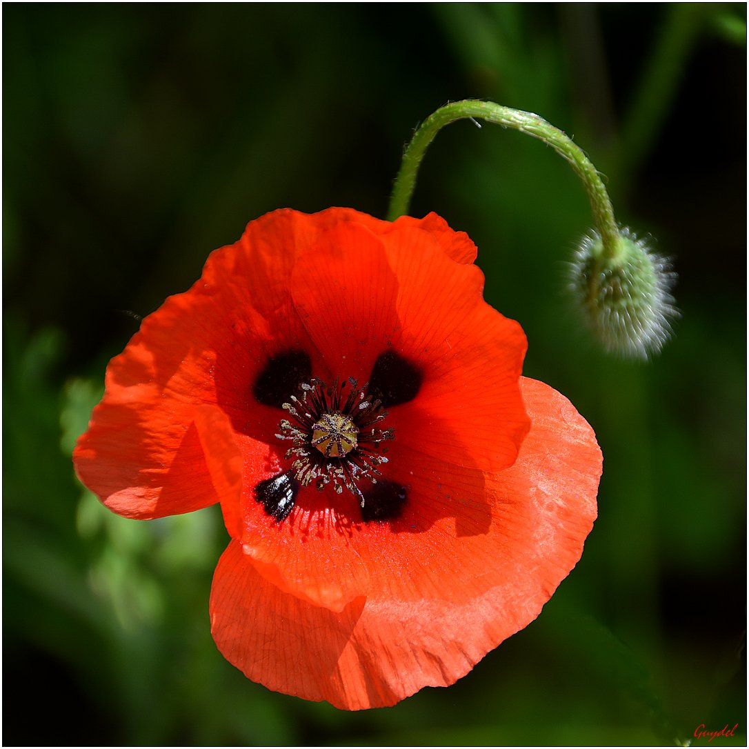 Nikon D5200 sample photo. Coucou ... licot ! photography