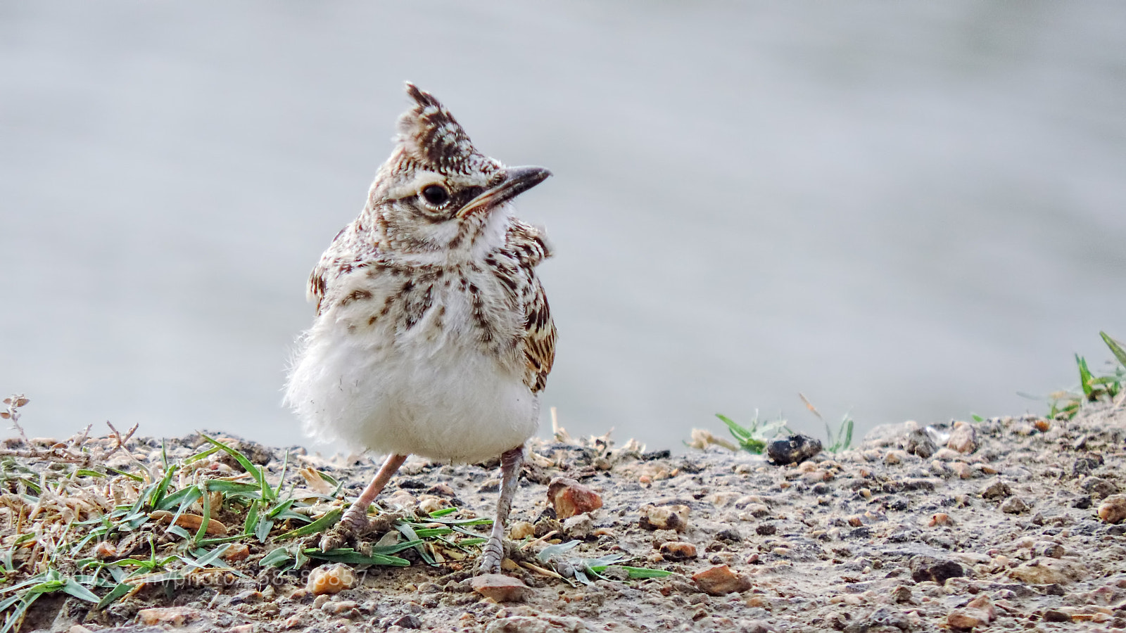Nikon Coolpix P520 sample photo. Crested lark photography