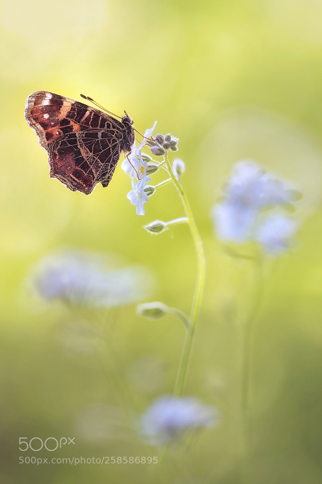 Canon EOS 60D sample photo. The map butterfly araschnia photography