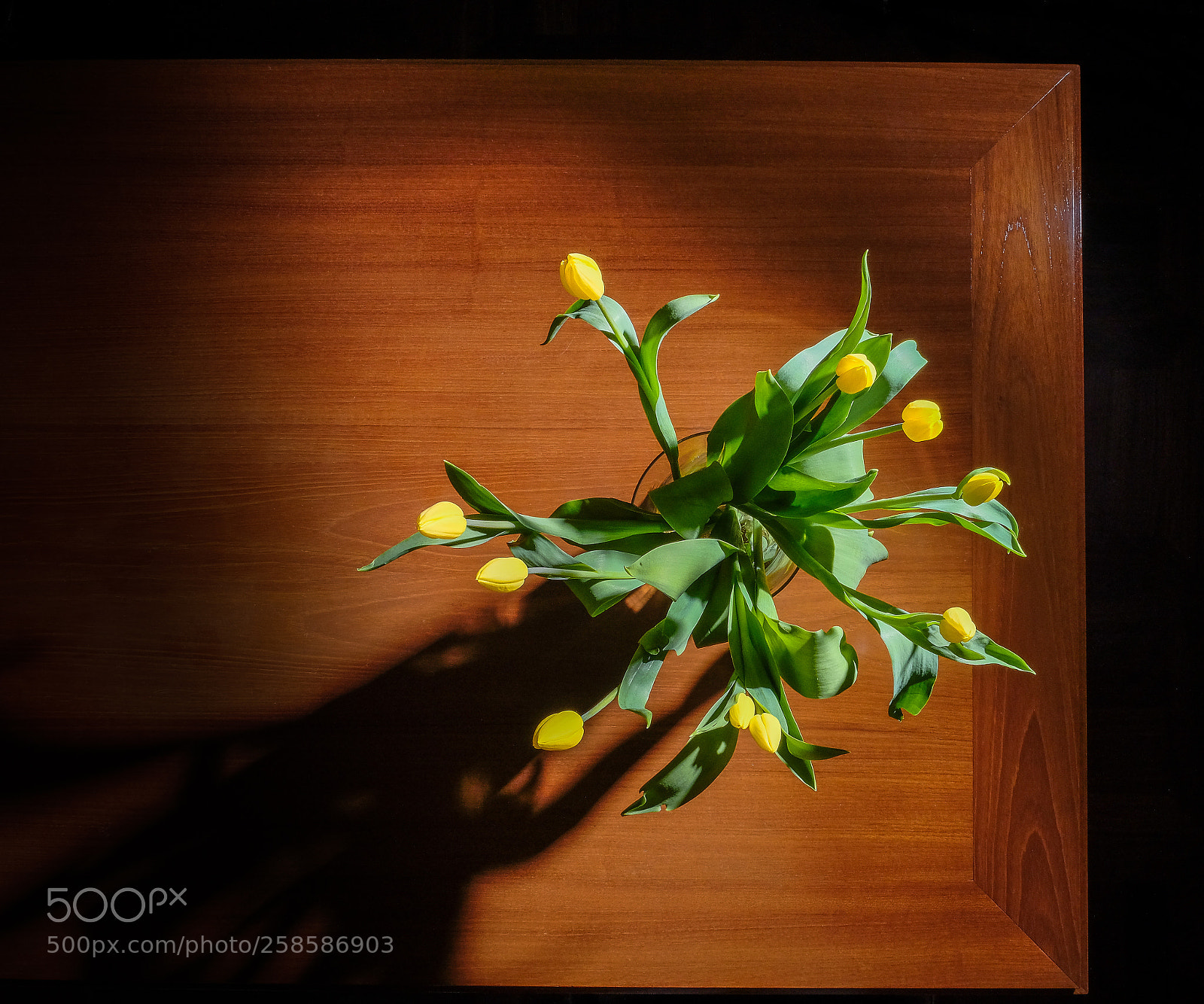 Fujifilm X-T2 sample photo. Tulips from a different photography